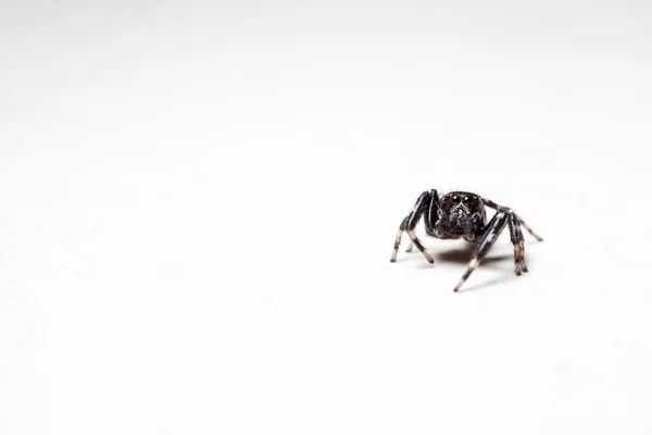 Стрибки павук д — стокове фото