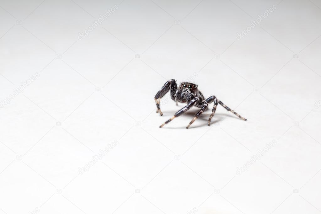 Jumping spider