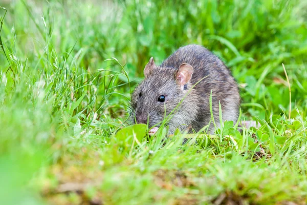 Vild råtta — Stockfoto