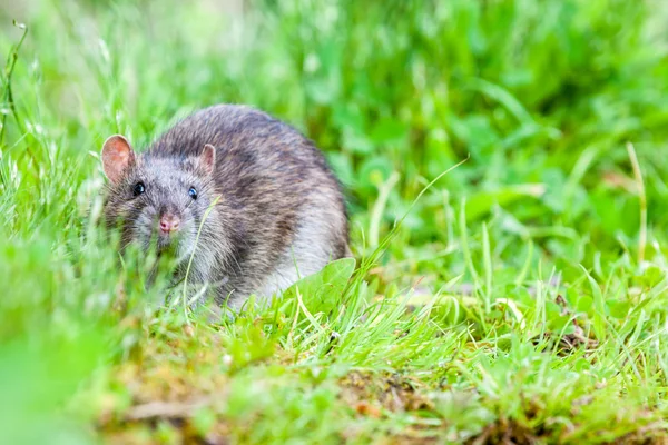 Wild rat — Stock Photo, Image