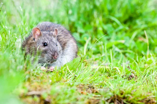 Rato selvagem — Fotografia de Stock