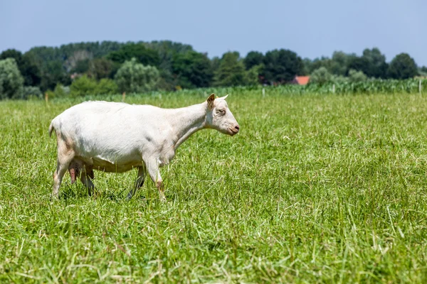Cabra en el campo — Foto de Stock