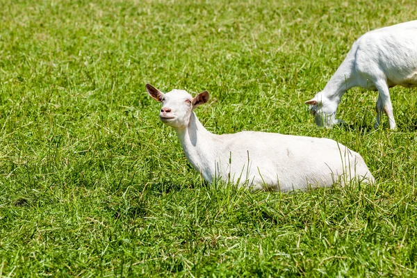 Chèvre sur le terrain — Photo