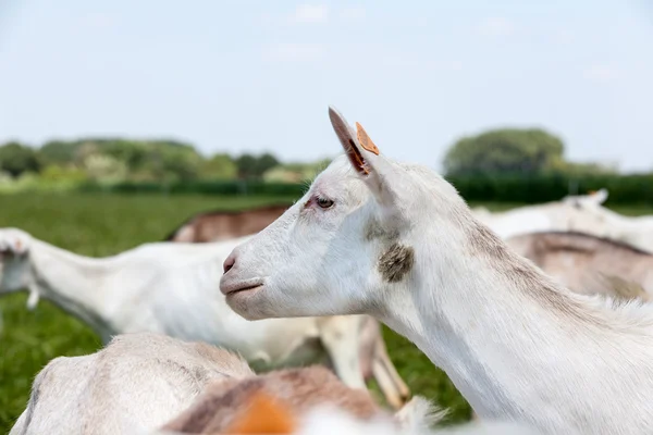 Geit op het veld — Stockfoto