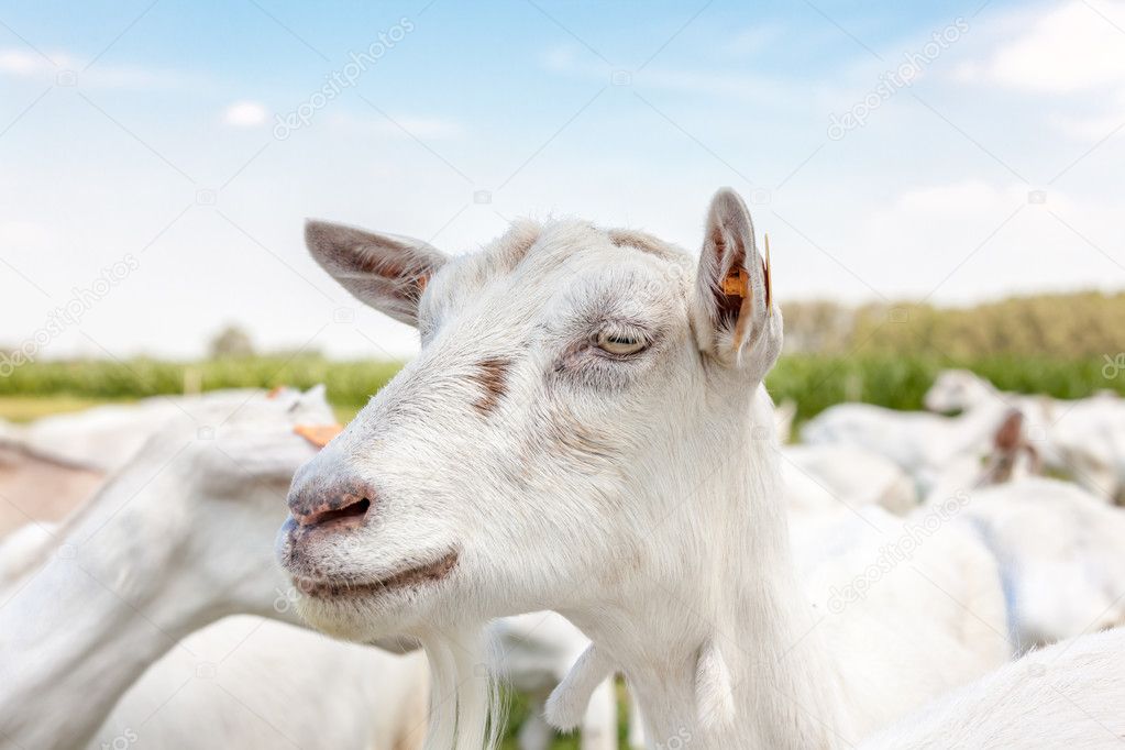 Goat on the field