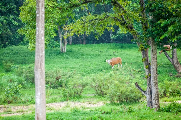 Banteng. — Fotografia de Stock