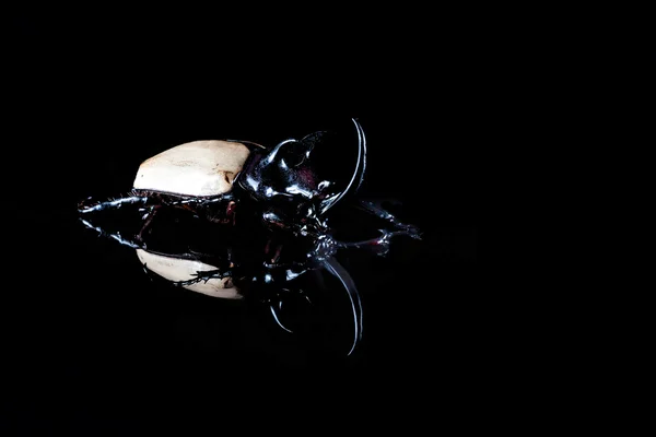 Eupatorus gracilicornis 或大力士甲虫 — 图库照片
