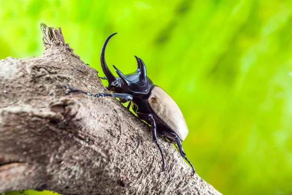 Escarabajos Eupatorus gracilicornis o Hércules —  Fotos de Stock