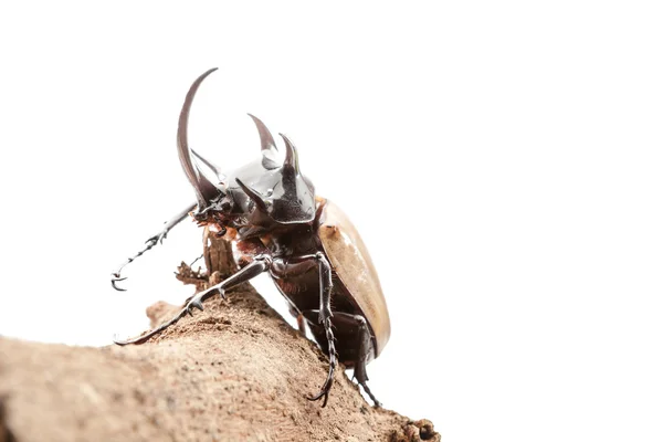 Eupatorus gracilicornis of Hercules kevers — Stockfoto