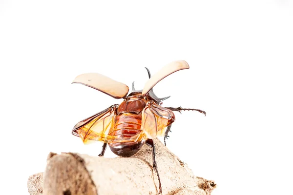 Escarabajos Eupatorus gracilicornis o Hércules —  Fotos de Stock