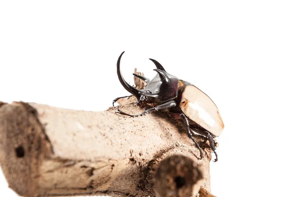 Eupatorus gracilicornis oder Herkules-Käfer Stockbild