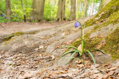 Ormanda ilkbaharda yerde ağaçlar ve çan çiçekleri olur.