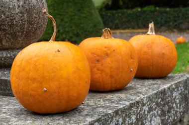 It's Halloween time in October in the park with melons along the road