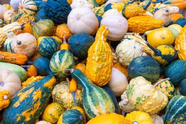 Several melons together in close-up during the autumn period