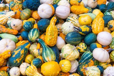 Several melons together in close-up during the autumn period
