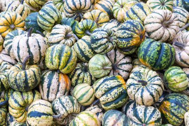 Several melons together in close-up during the autumn period