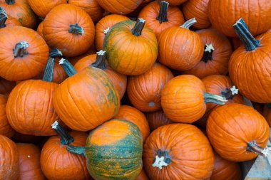 Several melons together in close-up during the autumn period