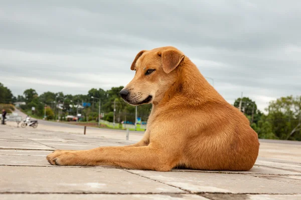 Cão de rua — Fotografia de Stock