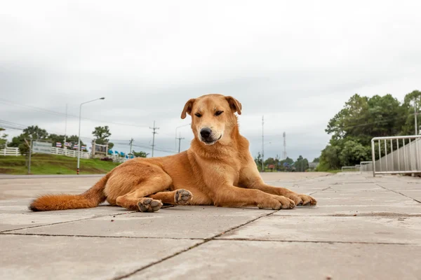 Cão de rua — Fotografia de Stock