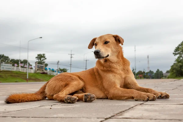 Cão de rua — Fotografia de Stock