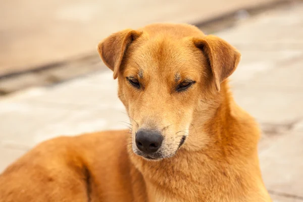 Street dog — Fotografie, imagine de stoc
