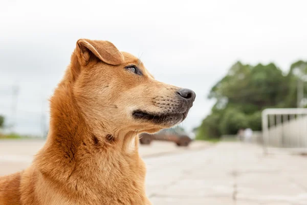 Cão de rua — Fotografia de Stock