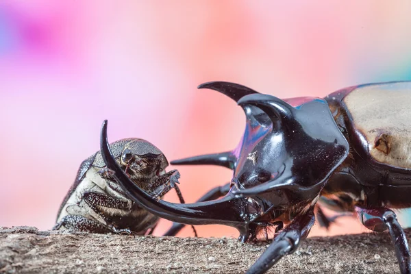 5-gehoornde neushoorns kever, Eupatorus gracilicornis kever whit — Stockfoto