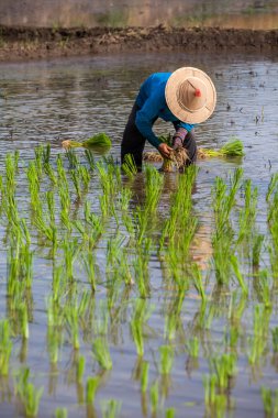 işçi bitki pirinç