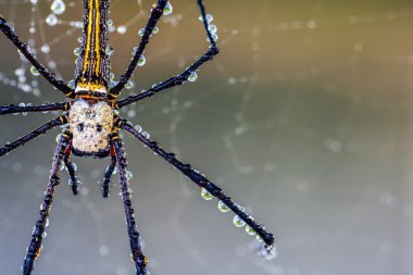 Altın ipek orb weaver