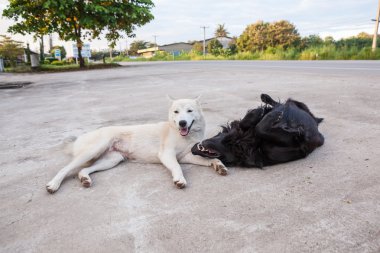 straat hondensokak köpekleri