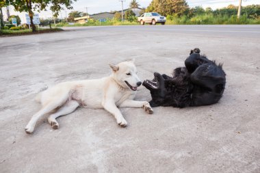 straat hondensokak köpekleri