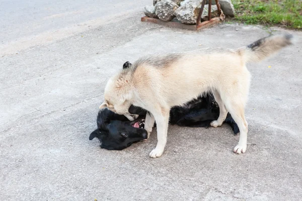 straat hondensokak köpekleri