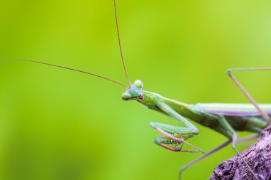 beyaz üzerine peygamber devesi