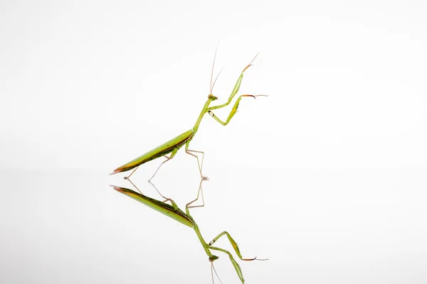 Mantis на білому — стокове фото