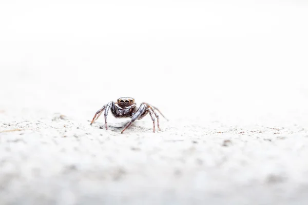 Hoppande spindel på flore — Stockfoto