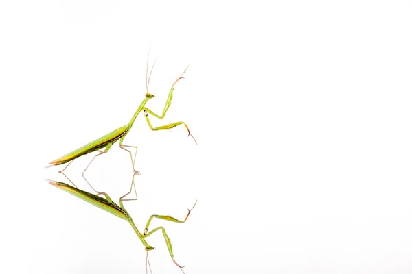 Mantis en blanco — Foto de Stock