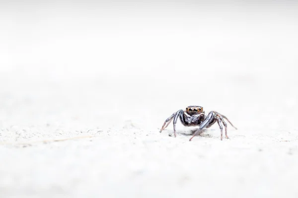 Hoppande spindel på flore — Stockfoto