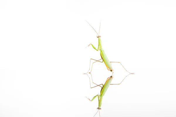 Mantis на білому — стокове фото