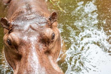 Sudaki su aygırları
