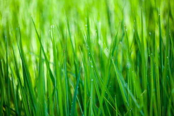 Рисовые растения на полях — стоковое фото