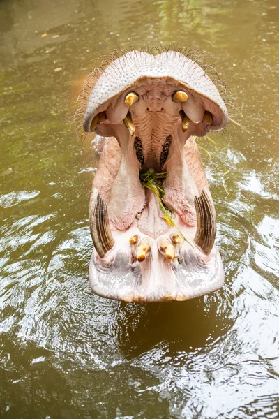 Nilpferd im Wasser — Stockfoto