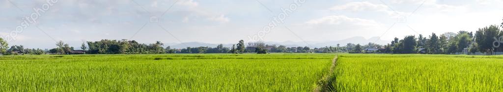 rice fields in Thailand