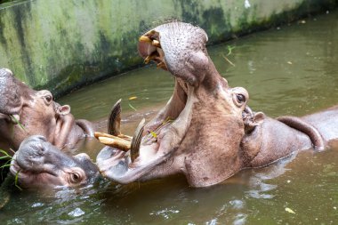 Sudaki su aygırları
