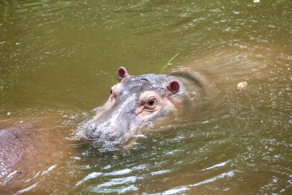 Nijlpaard in het water — Stockfoto