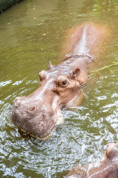 Гіпопотама у воді — стокове фото