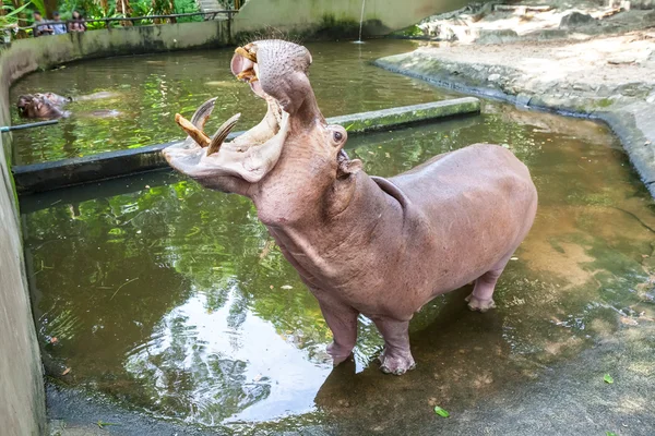 Eye from an hippopotamus — Stock Photo, Image