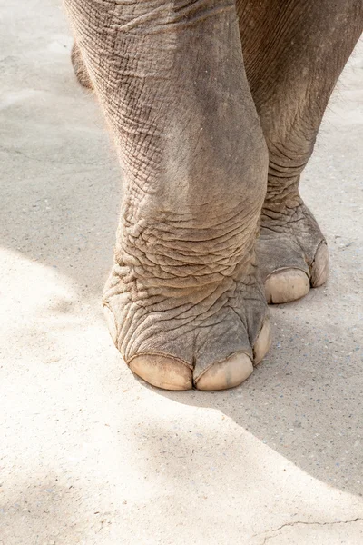 Dos patas de elefante — Foto de Stock