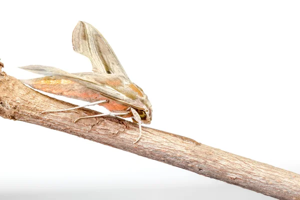 Reus Arum hawk moth — Stockfoto