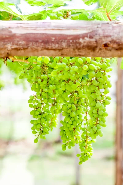 Grape tree in the garden — Stock Photo, Image