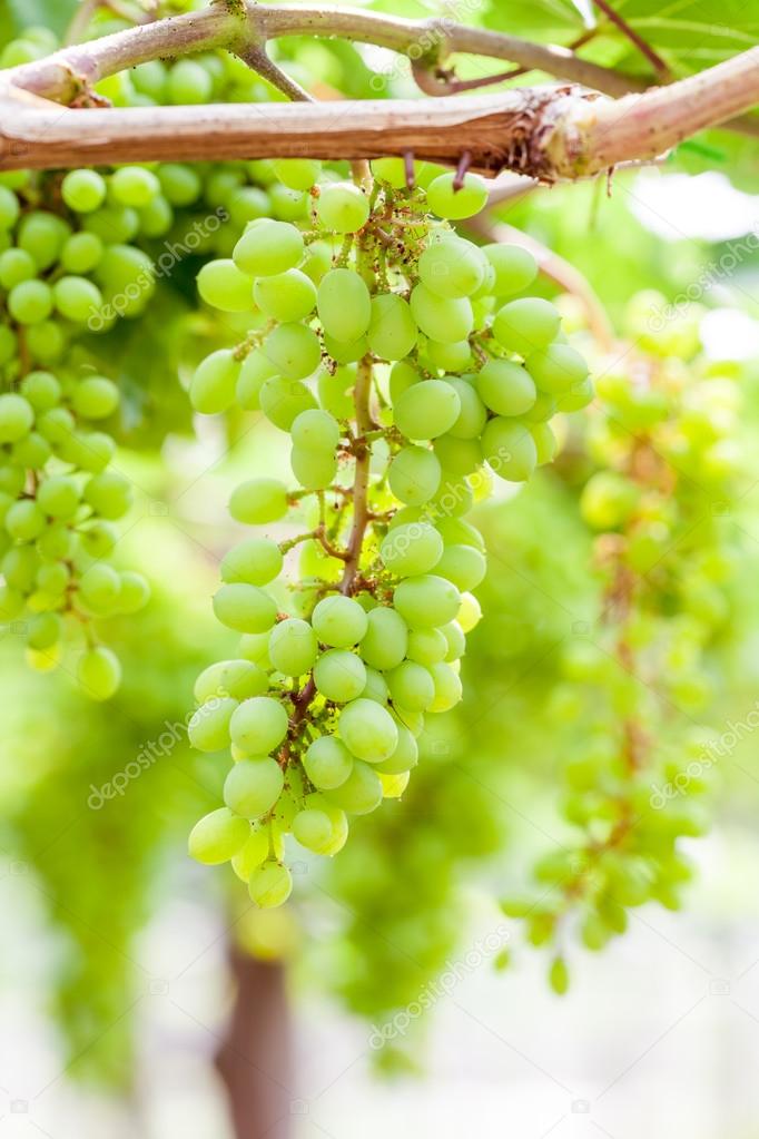 在院子里还有一棵葡萄树– 图库图片